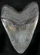 Monster Fossil Megalodon Tooth - South Carolina #24359-2